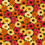 Timeless Treasures fabric bundle Gnomes Pumpkin Patch & Apple Picking Fabric Bundle (FQ, 1/2 yard, 1 yard), 7 pieces